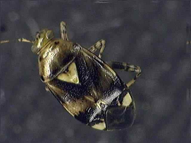 Liocoris tripustulatus